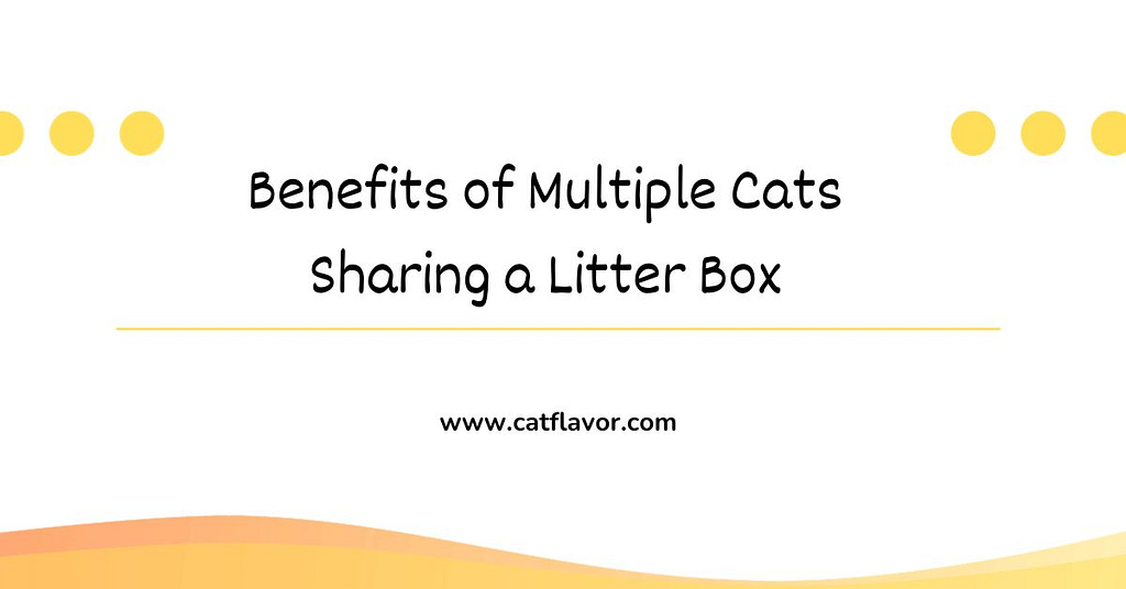 Benefits of Multiple Cats Sharing a Litter Box | 