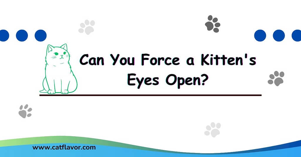 Can You Force a Kitten's Eyes Open