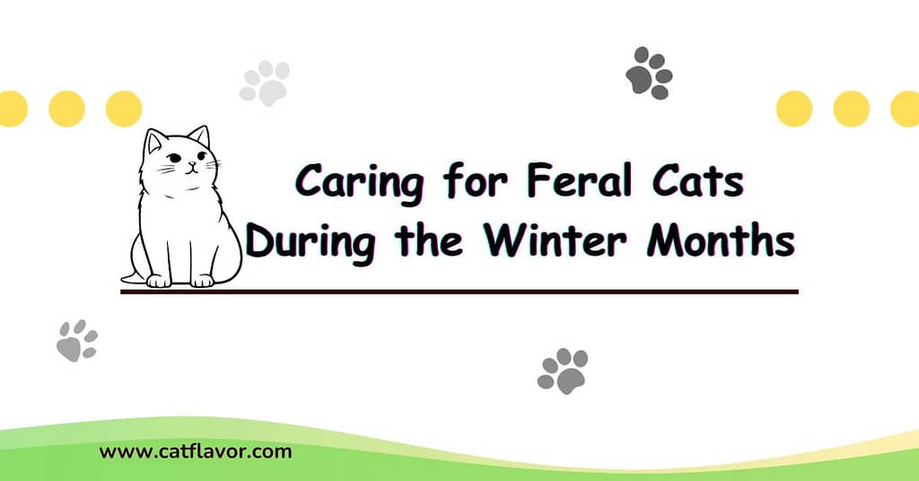 Caring for Feral Cats During the Winter Months