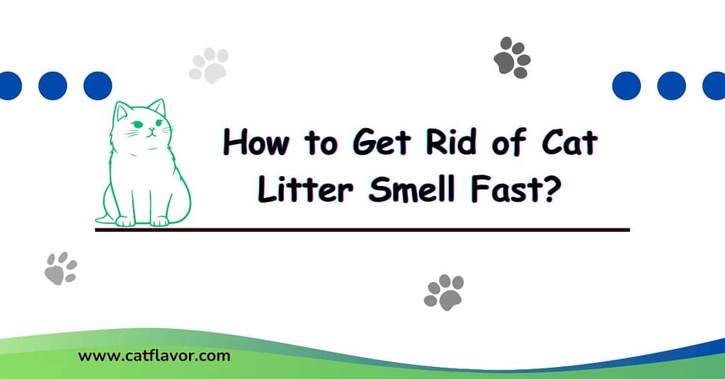 How to Get Rid of Cat Litter Smell Fast