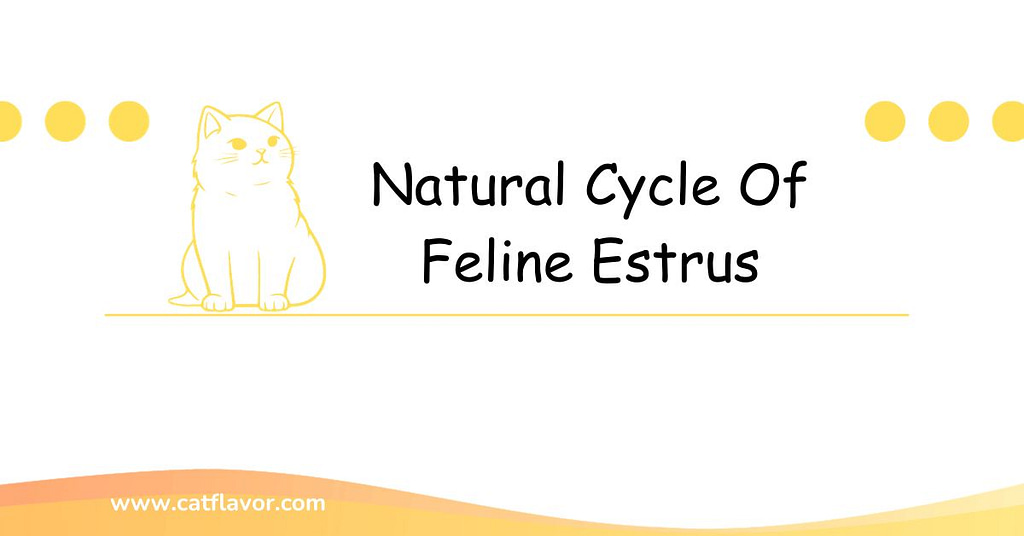 Natural Cycle Of Feline Estrus | How Long Are Cats On Heat?