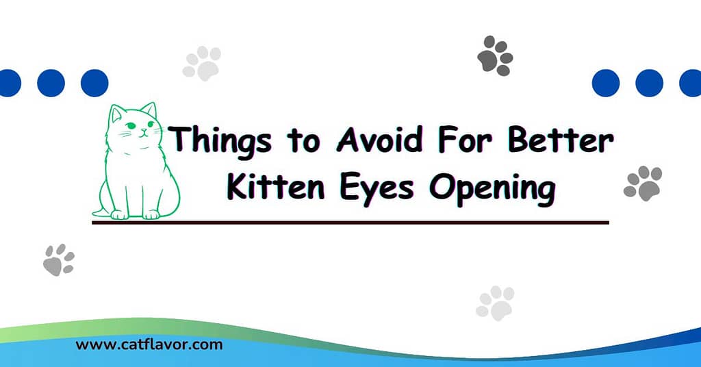 Things to Avoid For Better Kitten Eyes Opening