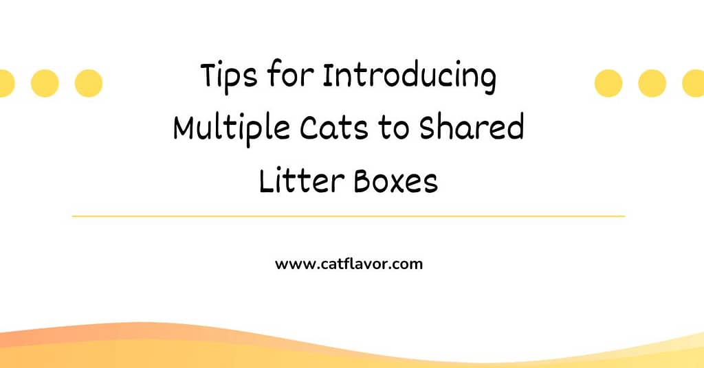 Tips for Introducing Multiple Cats to Shared Litter Boxes