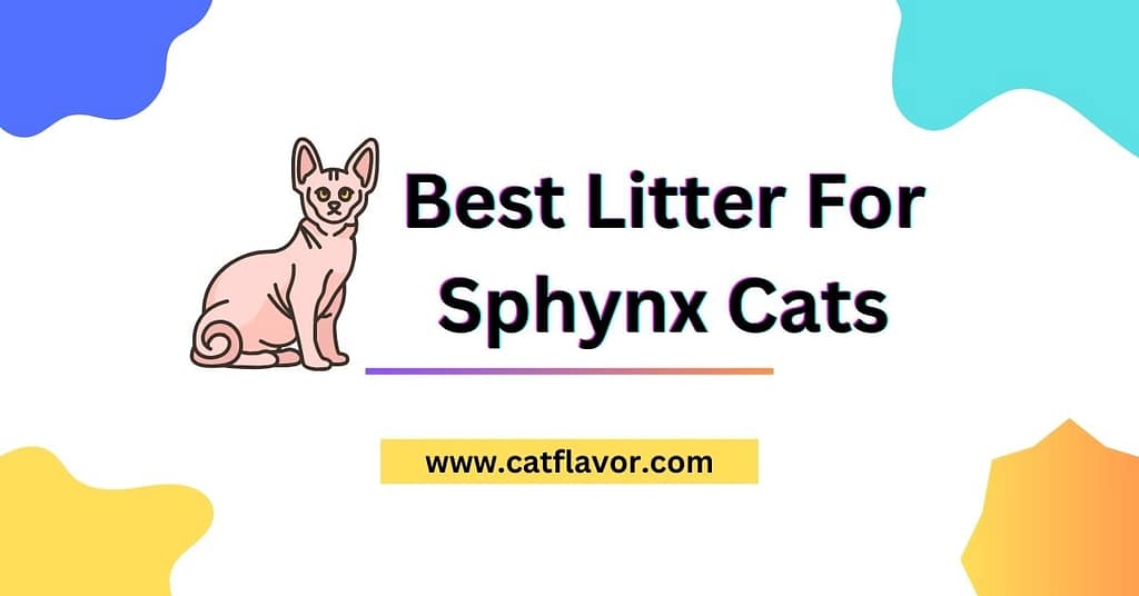 Indoor Cat Wheel Black Friday Deals