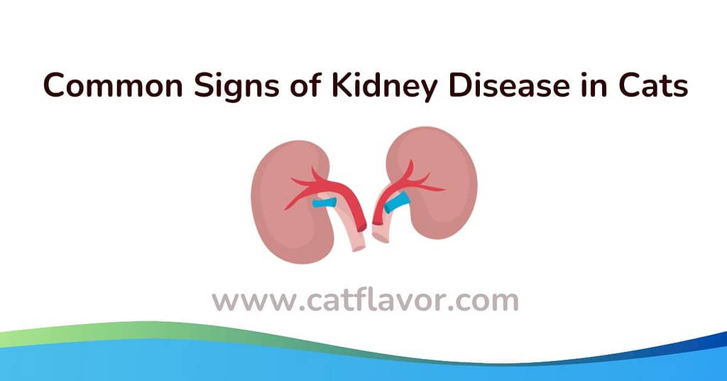 Common Signs of Kidney Disease in Cats