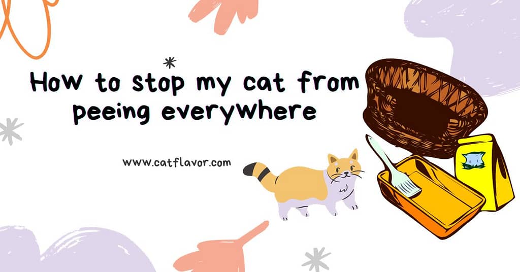 How to stop my cat from peeing everywhere