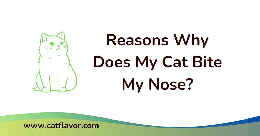 Reasons Why Does My Cat Bite My Nose