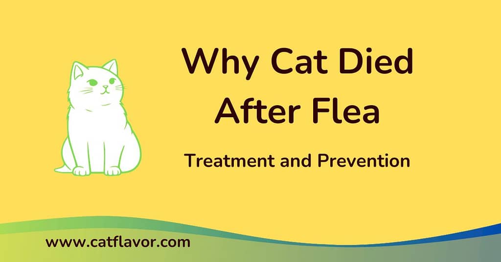 flea Treatment and Prevention