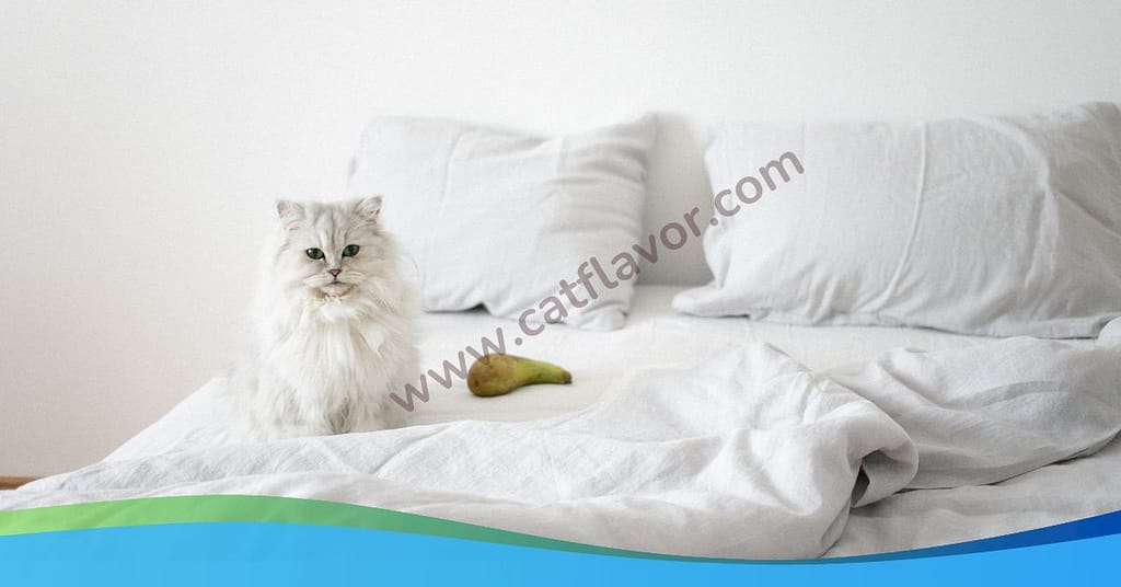 Persian cat  Best Cat Breed For Family 