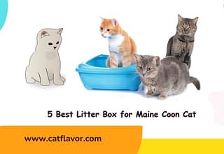Best Litter Box for Maine Coon Cat