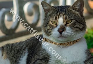 Gold Cat Collar