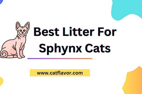 Best Litter For Sphynx Cats        
