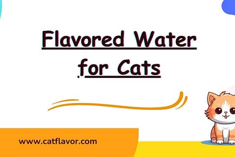 Flavored Water for Cats