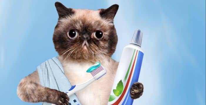 Cat Teeth Cleaning A Comprehensive Guide to Feline Dental Care