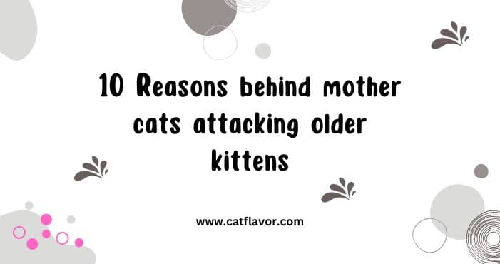 10 Reasons behind mother cats attacking older kittens