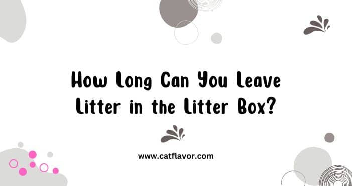 How Long Can You Leave Litter in the Litter Box