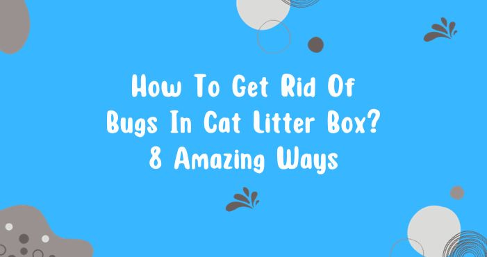 How To Get Rid Of Bugs In Cat Litter Box 8 Amazing Ways