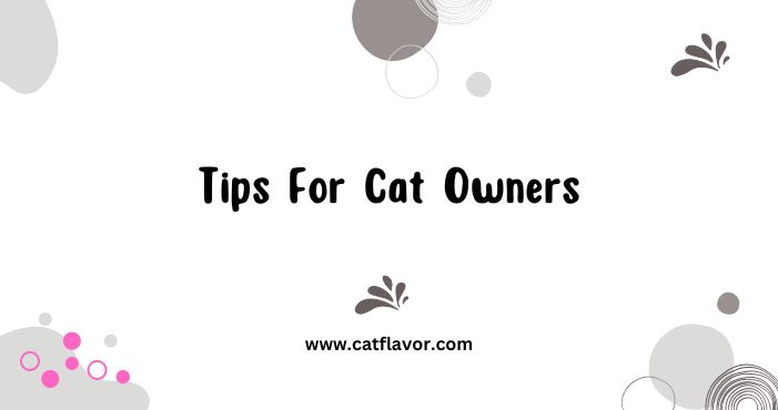 Tips For Cat Owners