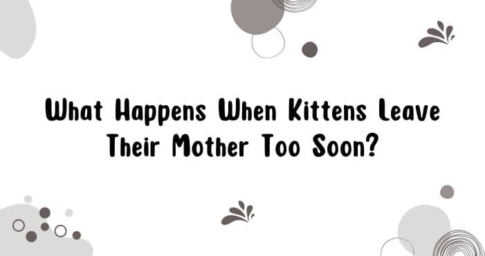 What Happens When Kittens Leave Their Mother Too Soon
