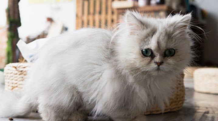 Persians cat