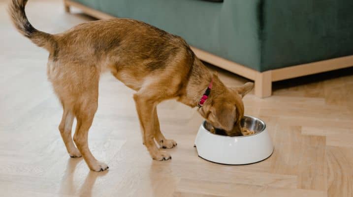 Why Cat Food Is Bad For Dogs