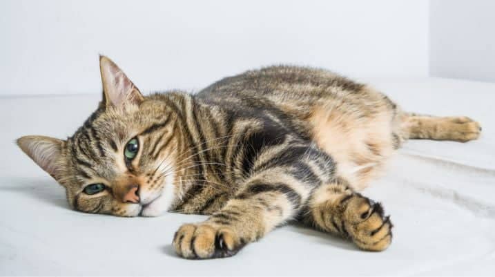Why Your Cat Is Kneading And Purring