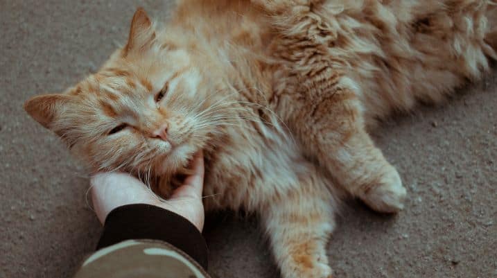 Tips for Changing a Cat's Scratching Habits
