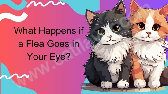What Happens if a Flea Goes in Your Eye?