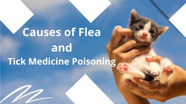 Causes of Flea and Tick Medicine Poisoning