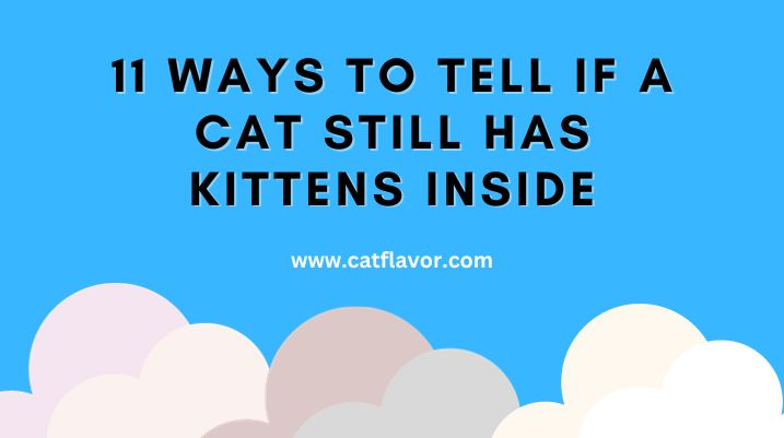 11 Ways How to Tell if a Cat Still Has Kittens Inside