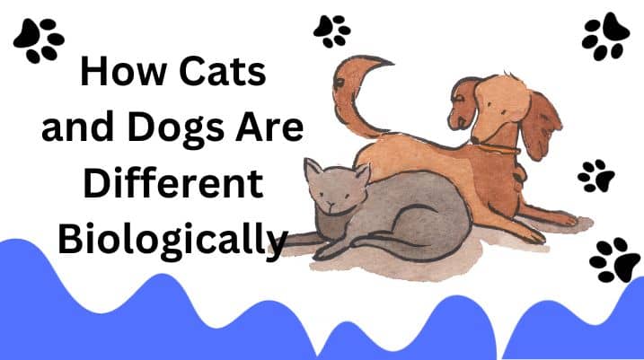 Can a Cat Get Pregnant by a Dog?