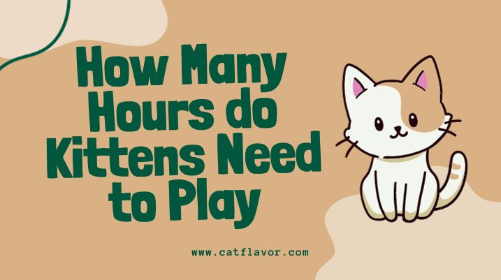 How Many Hours do Kittens Need to Play