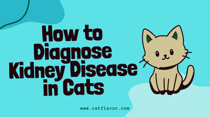 How to Diagnose Kidney Disease in Cats