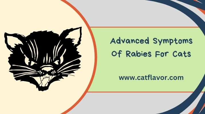 Symptoms Of Rabies For Cats 