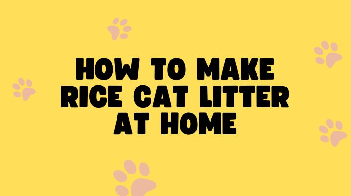 How to make rice cat litter at home |Can I Use Rice As Cat Litter