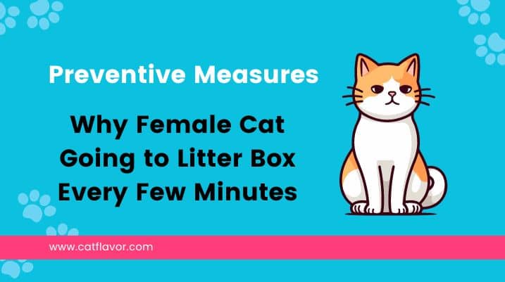 Female Cat Going to Litter Box Every Few Minutes