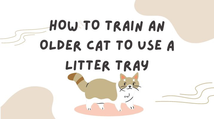 How To Train An Older Cat To Use A Litter Tray