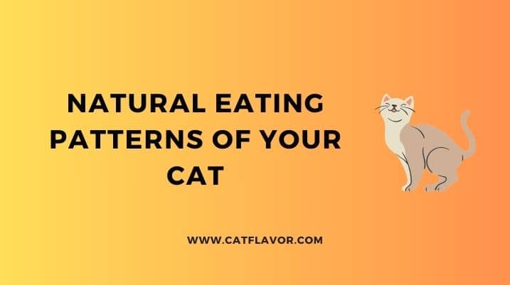 Natural Eating Patterns of Your Cat