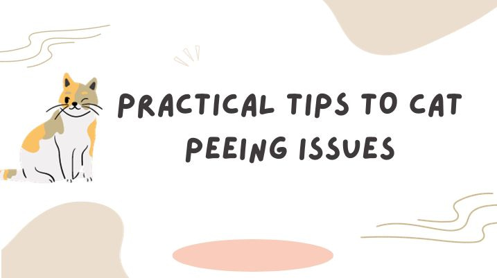Practical Tips To Solve Cat Peeing Issues