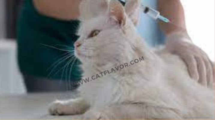 Vaccinations and Prevention for large Roundworms in Cats