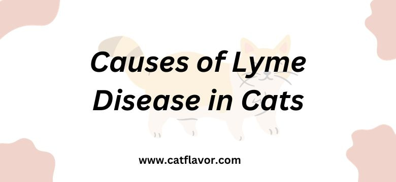 Causes of Lyme disease in cats