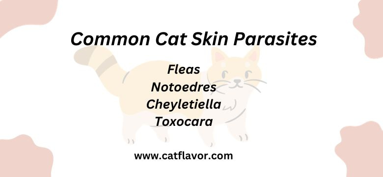 Common Cat Skin Parasites
