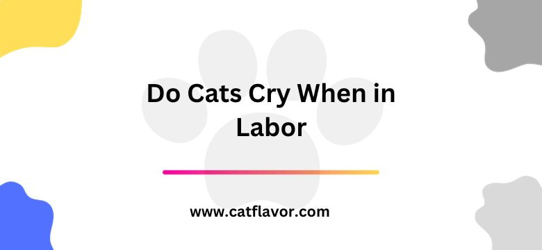Do Cats Cry When in Labor