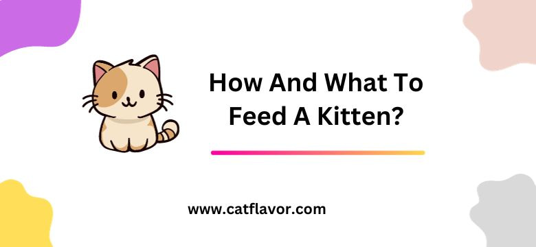 How and What to Feed a Kitten