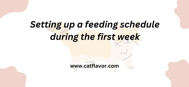 Setting up a feeding schedule during the first week 