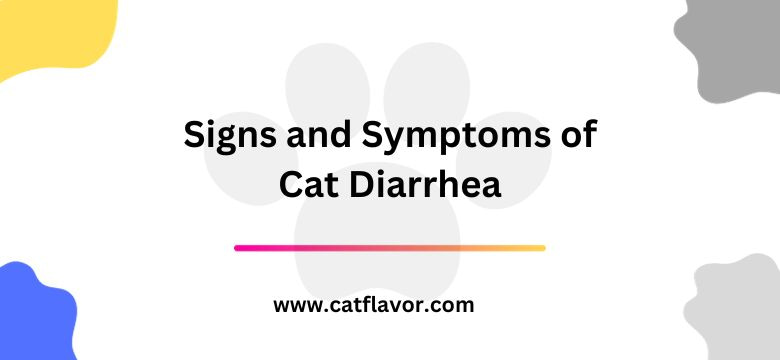 Signs and Symptoms of Cat Diarrhea