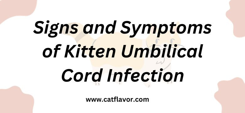 Signs and Symptoms of Kitten Umbilical Cord Infection