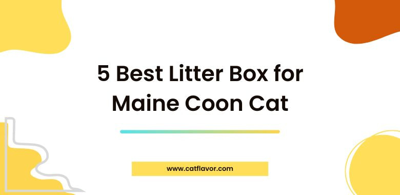 5 Best Litter Box for Maine Coon Cat
