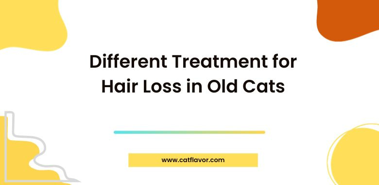Different Treatment for Hair Loss in Old Cats