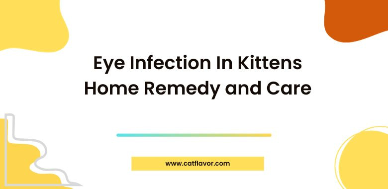 Eye Infection In Kittens Home Remedy and Care